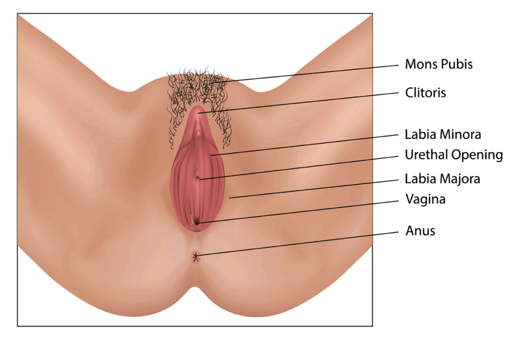 Clitoris