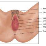 Clitoris