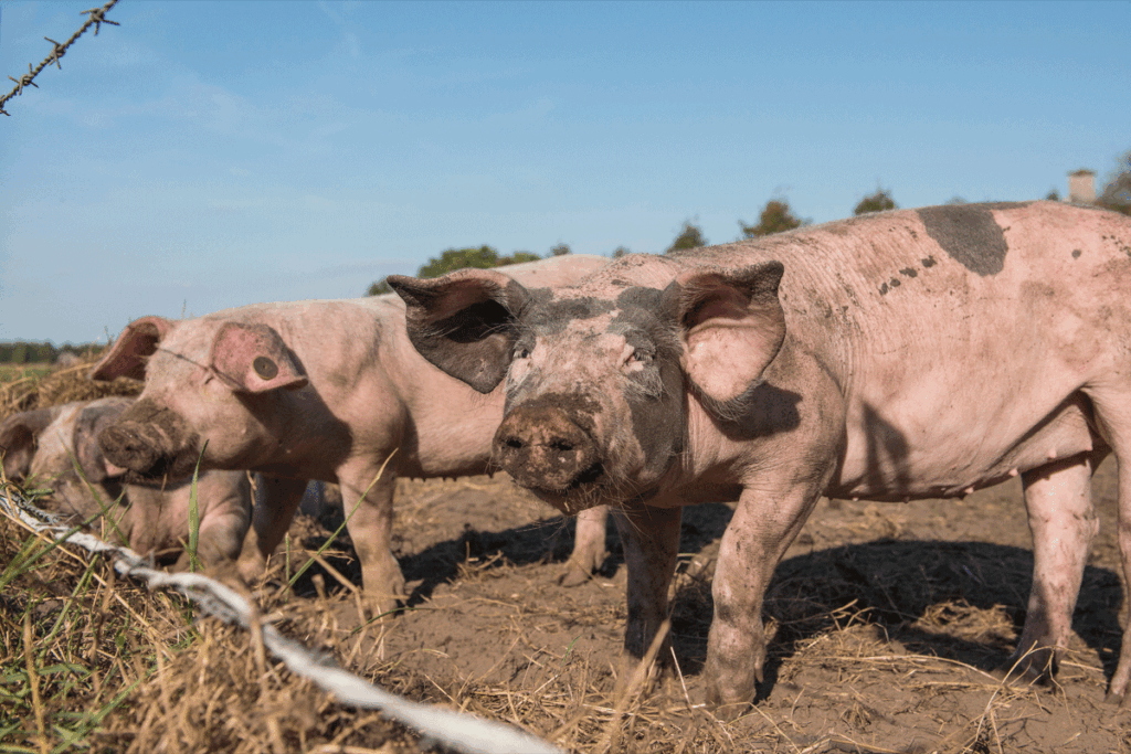 Piggy play