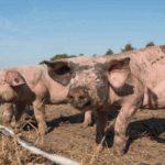 Piggy play