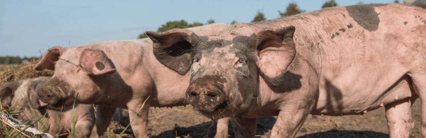 Piggy play